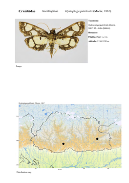 Crambidae Acentropinae Hyaloplaga Pulchralis (Moore, 1867)