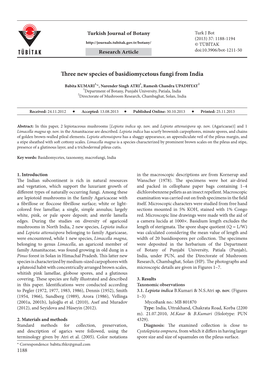 Three New Species of Basidiomycetous Fungi from India