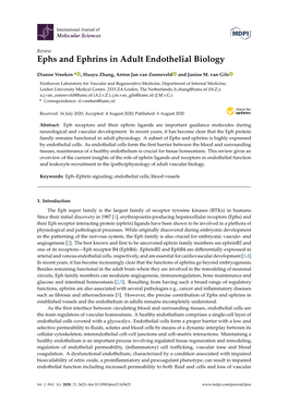 Ephs and Ephrins in Adult Endothelial Biology