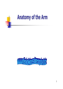 Anatomy of the Arm