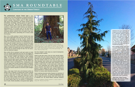 SMA ROUNDTABLE Conifers in the Urban Forest