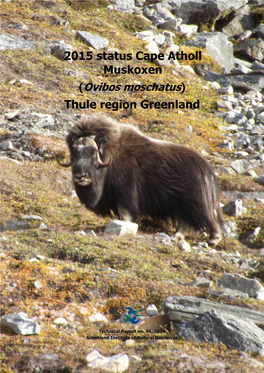 (Ovibos Moschatus) Thule Region Greenland