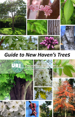 Guide to New Haven Street Trees
