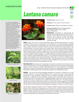 Lantana Camara