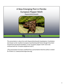 European Pepper Moth Duponchelia Fovealis