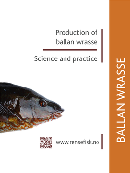 Ballan Wrasse