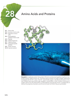 Amino Acids and Proteins