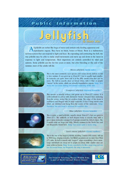 Jellyfish Are Rather Like Bags of Water and Contain Only Feeding Apparatus and a Reproductive Organs