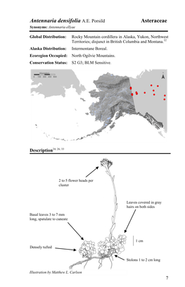 Asteraceae Antennaria Densifolia A.E. Porsild