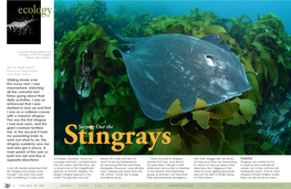 Stingrays Mad Splash of Fins Saw Us Both Turn Tail and Flee in Opposite Directions! of Sydney, Australia