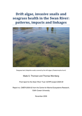 Drift Algae, Invasive Snails and Seagrass Health in the Swan River: Patterns, Impacts and Linkages