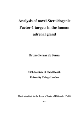 Analysis of Novel Steroidogenic Factor-1 Targets in the Human Adrenal Gland