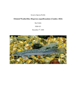 Oriental Weatherfish, Misgurnus Anguillicaudatus (Candor, 1824)