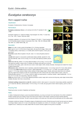 Eucalyptus Ceratocorys Horn-Capped Mallee Classification Eucalyptus | Symphyomyrtus | Dumaria | Incrassatae Nomenclature