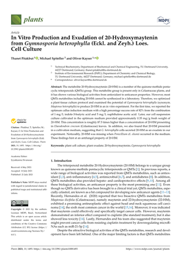 In Vitro Production and Exudation of 20-Hydroxymaytenin from Gymnosporia Heterophylla (Eckl