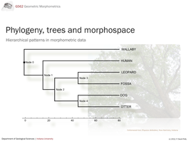 Phylogeny and Morphometrics