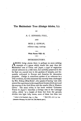 The Maidenhair Tree (Ginkgo Biloba, L.)