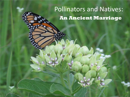 Pollinators and Natives