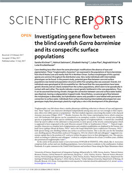 Investigating Gene Flow Between the Blind Cavefish Garra Barreimiae and Its Conspecific Surface Populations