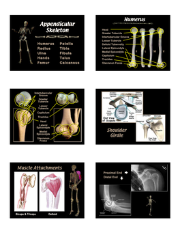 Appendicular Skeleton Appendicular Skeleton