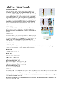 Heliothrips Haemorrhoidalis Distinguishing Features Female Macropterous