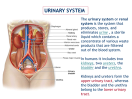 Urinary System