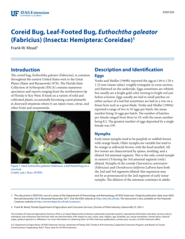 Coreid Bug, Leaf-Footed Bug, Euthochtha Galeator (Fabricius) (Insecta: Hemiptera: Coreidae)1 Frank W