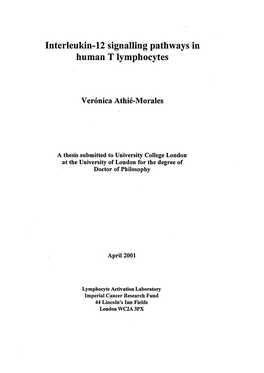 Interleukin-12 Signalling Pathways in Human T Lymphocytes