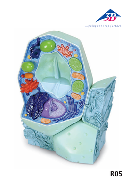 Plant Cell Model Instruction Sheet