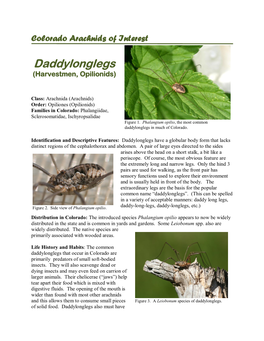 Daddylonglegs (Harvestmen, Opilionids)