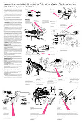 A Gradual Accumulation of Pterosaurian Traits Within a Series of Lepidosauriformes 2013 Rio Pterosaur Symposium - David Peters