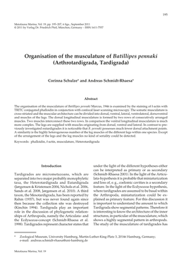 Organisation of the Musculature of Batillipes Pennaki (Arthrotardigrada, Tardigrada)