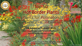 Top 50 Hot Border Plants for Pollinators