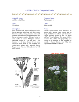 ASTERACEAE -- Composite Family