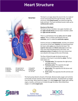 Heart Structure