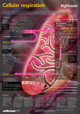 Key to Symbols Matrix Crista Inner Membrane Outer