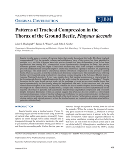 Patterns of Tracheal Compression in the Thorax of the Ground Beetle, Platynus Decentis