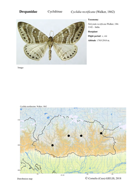 Drepanidae Cyclidiinae Cyclidia Rectificata (Walker, 1862)