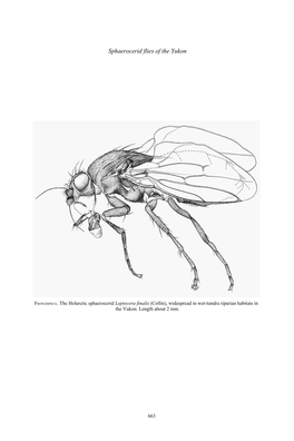 Sphaerocerid Flies (Diptera: Sphaeroceridae) of the Yukon
