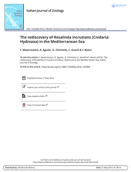 The Rediscovery of Rosalinda Incrustans (Cnidaria: Hydrozoa) in the Mediterranean Sea