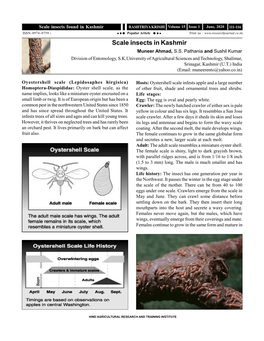 Scale Insects in Kashmir ...Muneer