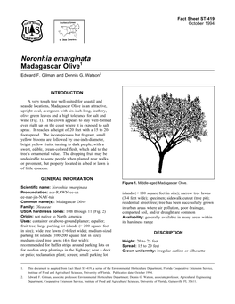 Noronhia Emarginata Madagascar Olive1 Edward F
