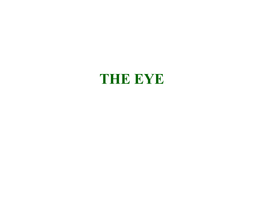 THE EYE Overview of the Eye the Eye Is a Complex Sensory Organ That Provides the Sense of Sight