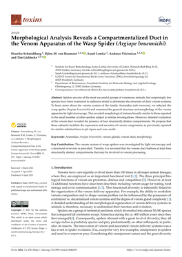 Morphological Analysis Reveals a Compartmentalized Duct in the Venom Apparatus of the Wasp Spider (Argiope Bruennichi)