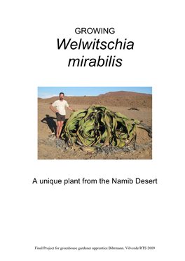 Welwitschia Mirabilis