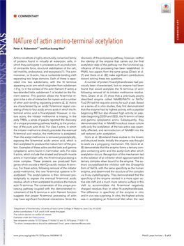 Nature of Actin Amino-Terminal Acetylation COMMENTARY