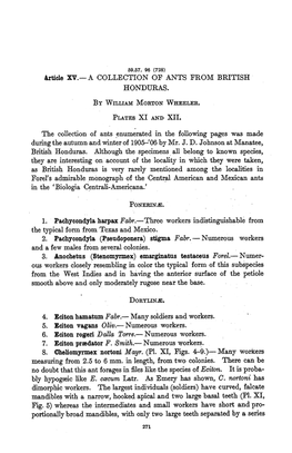 7. Eciton Praedator F. 'Smith.- Numerous Workers. 8