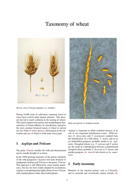 Taxonomy of Wheat