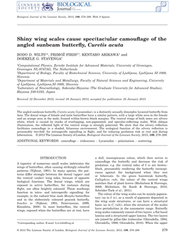 Shiny Wing Scales Cause Spec(Tac)Ular Camouflage of the Angled Sunbeam Butterfly, Curetis Acuta