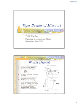 Tiger Beetles of Missouri